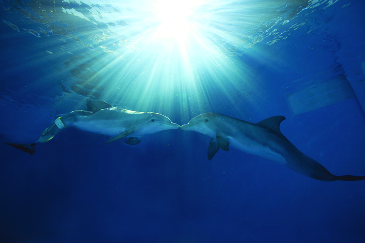 AssetBibliothek Fotos Tampa Bay CityPASS CityPASS®